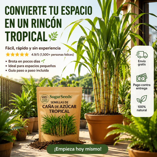 🌱 Cultiva Tu Propia Caña de Azúcar en Casa